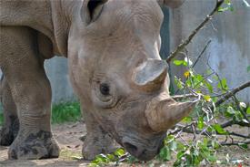 World Rhino Day Tours