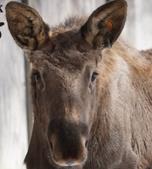 Meet Meeko  Potter Park Zoo's Second Alaskan Moose