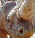 Doppsee the Critically Endangered Black Rhino Gives Birth to First Rhino Calf Ever at Potter Park Zoo